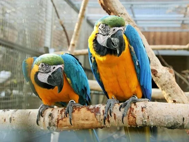 Papouščí ZOO Bošovice